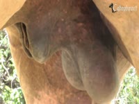 Pet Movie - Huge horse cock gets a blowjob from a masked whore